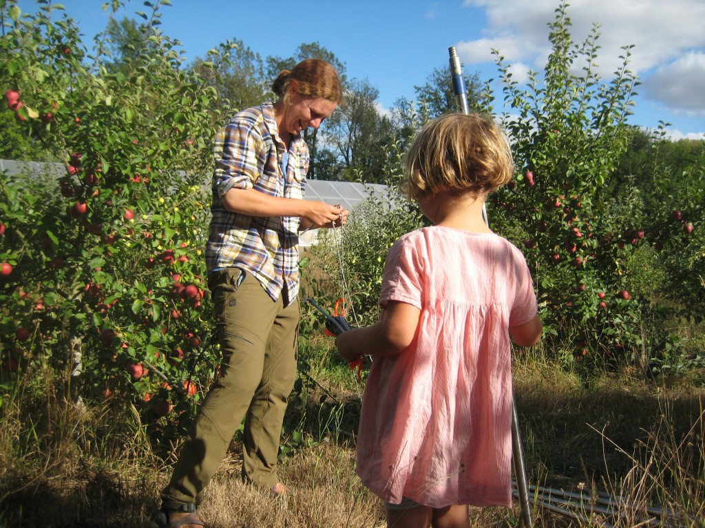 Dottie, Rusty and I helped Amanda set up nets all over the farm, including between rows of trees in our home orchard.