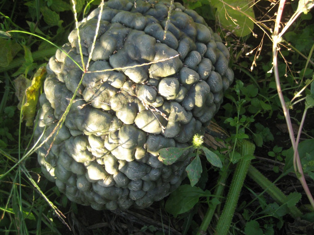 A BIG winter squash awaiting imminent harvest!