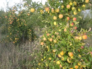 Goldrush apples waiting to be picked! These were voted our best apple last year by CSA members!