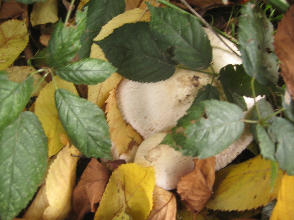 Fall leaves, blackberries, and a mushroom. (Photo by Rusty)