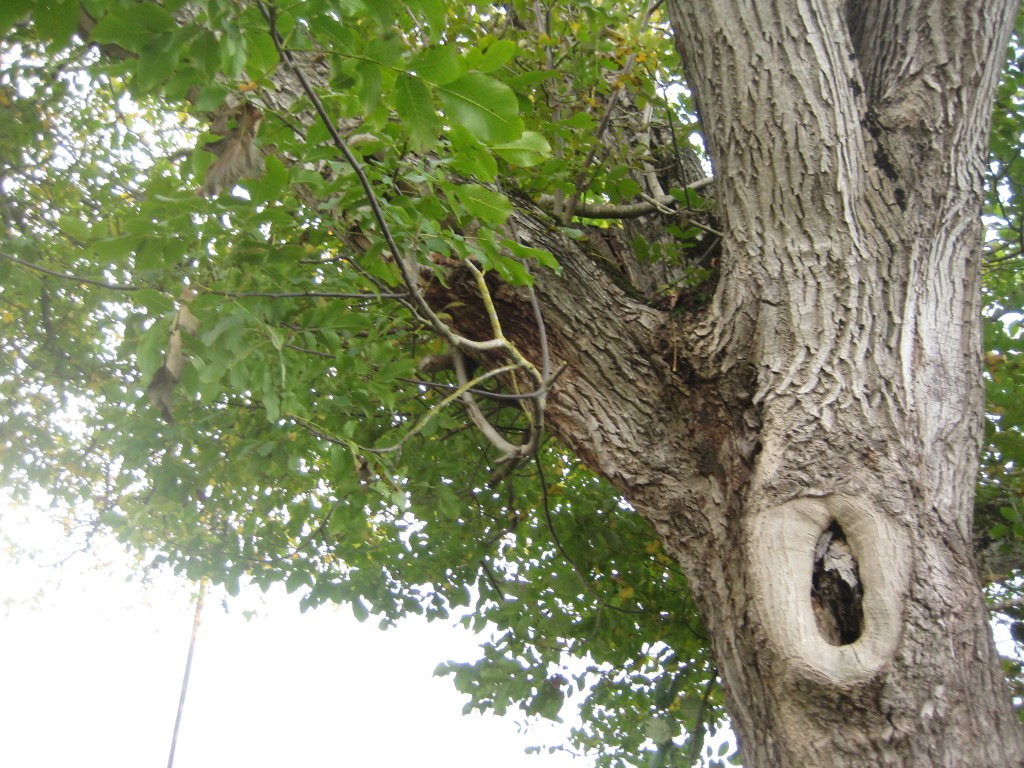 The hole in the walnut tree by the road. (Photo by Rusty)