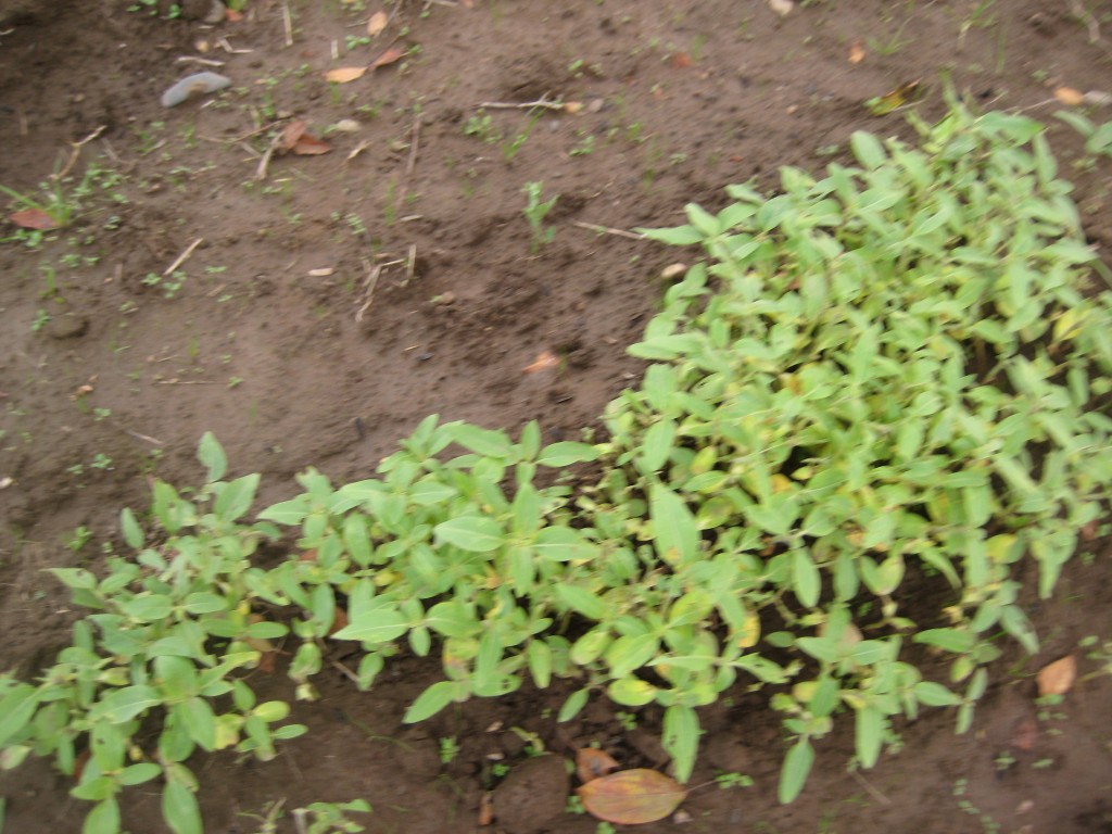 Sunflowers germinating in the kids' garden (as a result of the kids feeding the birds here!)