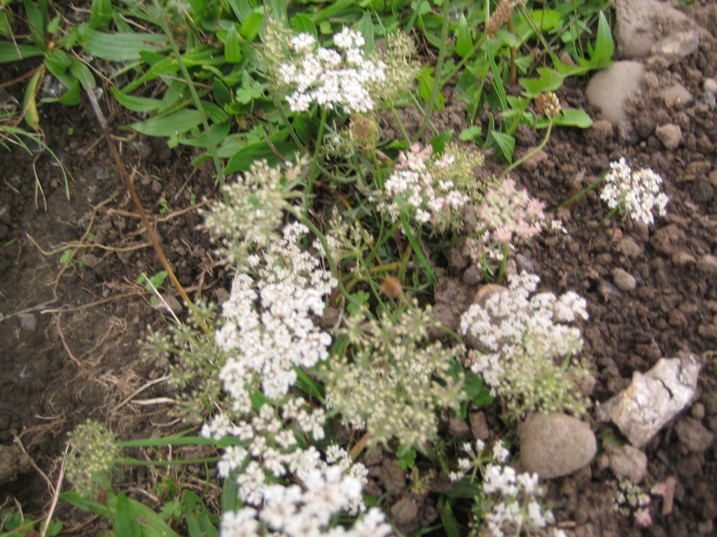 Queen Anne's Lace (Photo by Rusty)