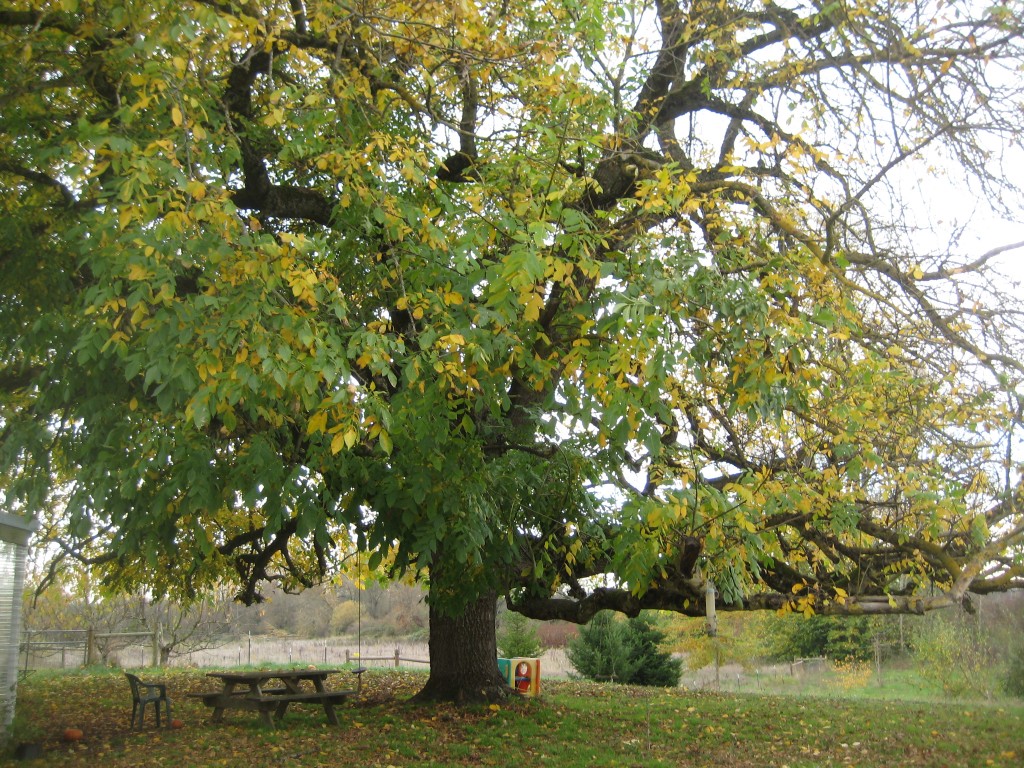 How can anyone with a camera resist our giant walnut tree? So majestic! (Photo by Rusty)