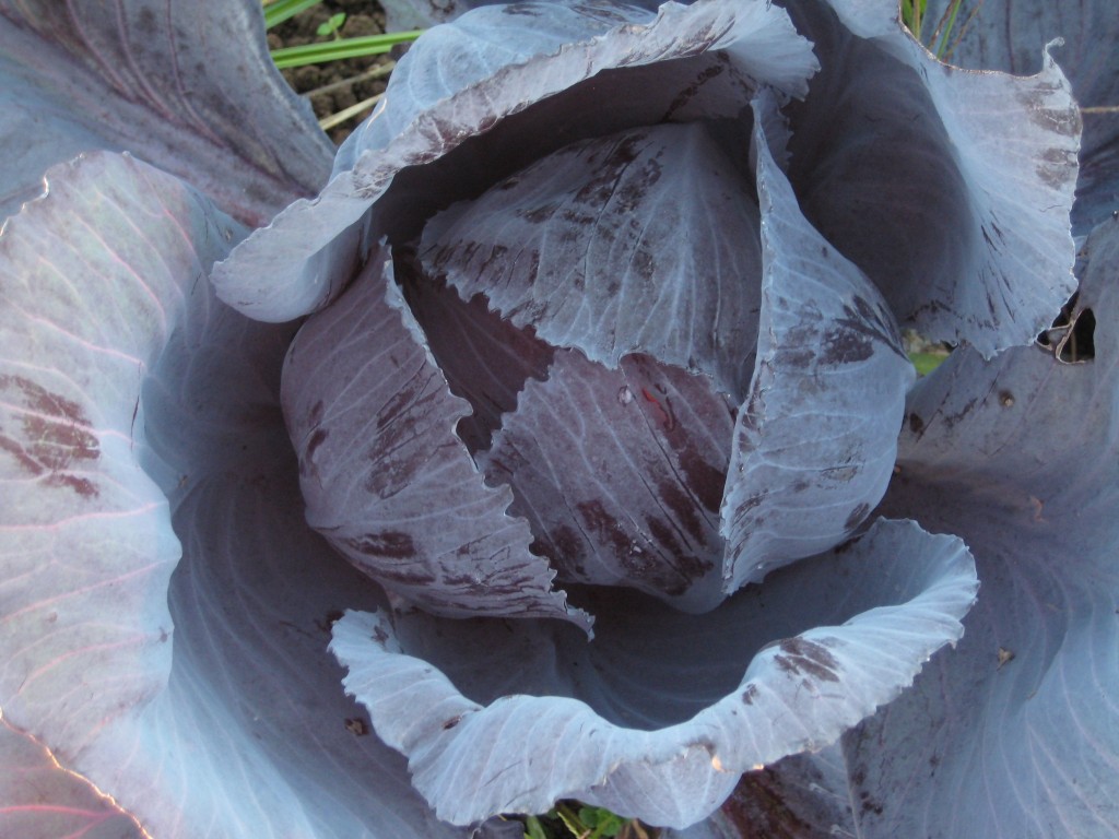 Red cabbage always seems like a jewel in the end-of-fall fields ...