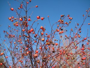 Rose hips on a sunny winter day