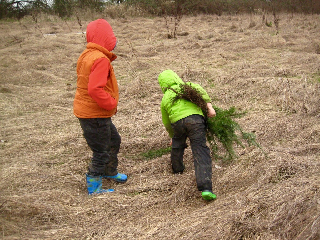 The kids helped plant Doug Fir trees in our lowest field this weekend.