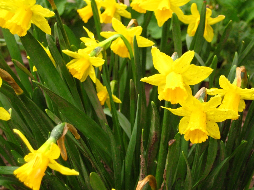 Wee narcissus blooming in my wee flower garden.