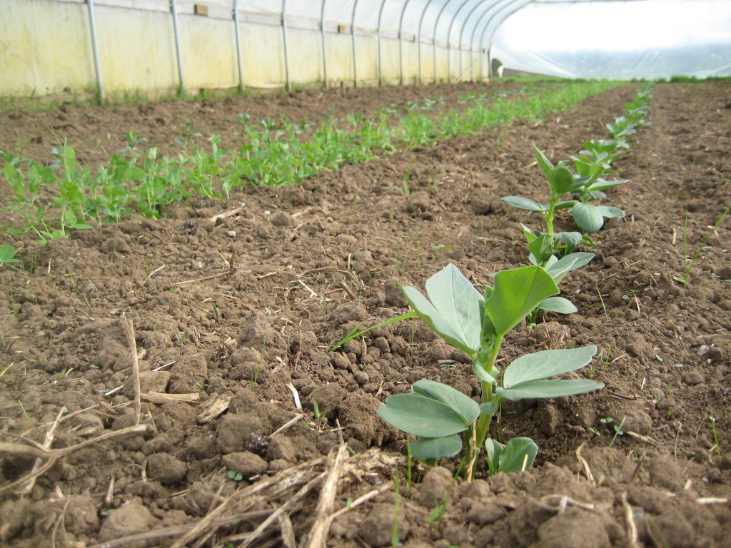 Another requisite early spring greenhouse photo — in the foreground: fava beans!