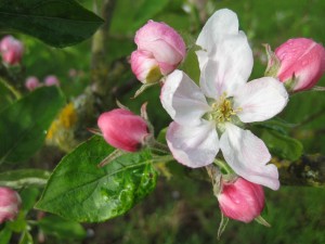 Apple blossom! And a brief "sun break" moment on the weekend.