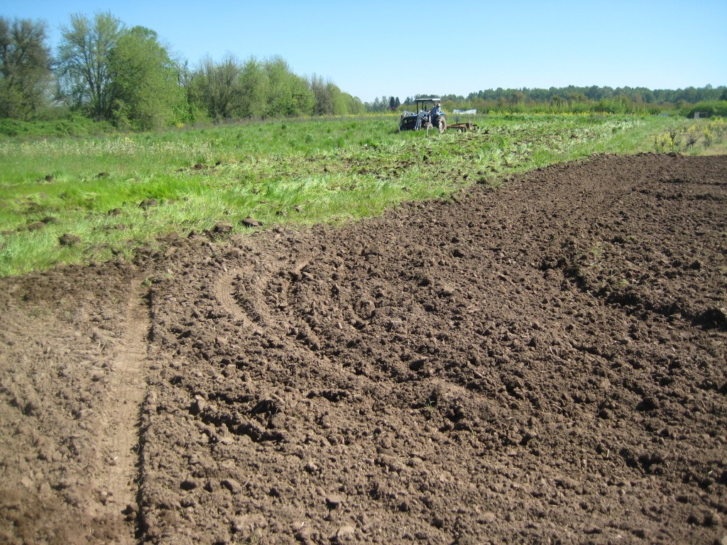 In the foreground: worked up ground. In the background: Casey working up more ground!