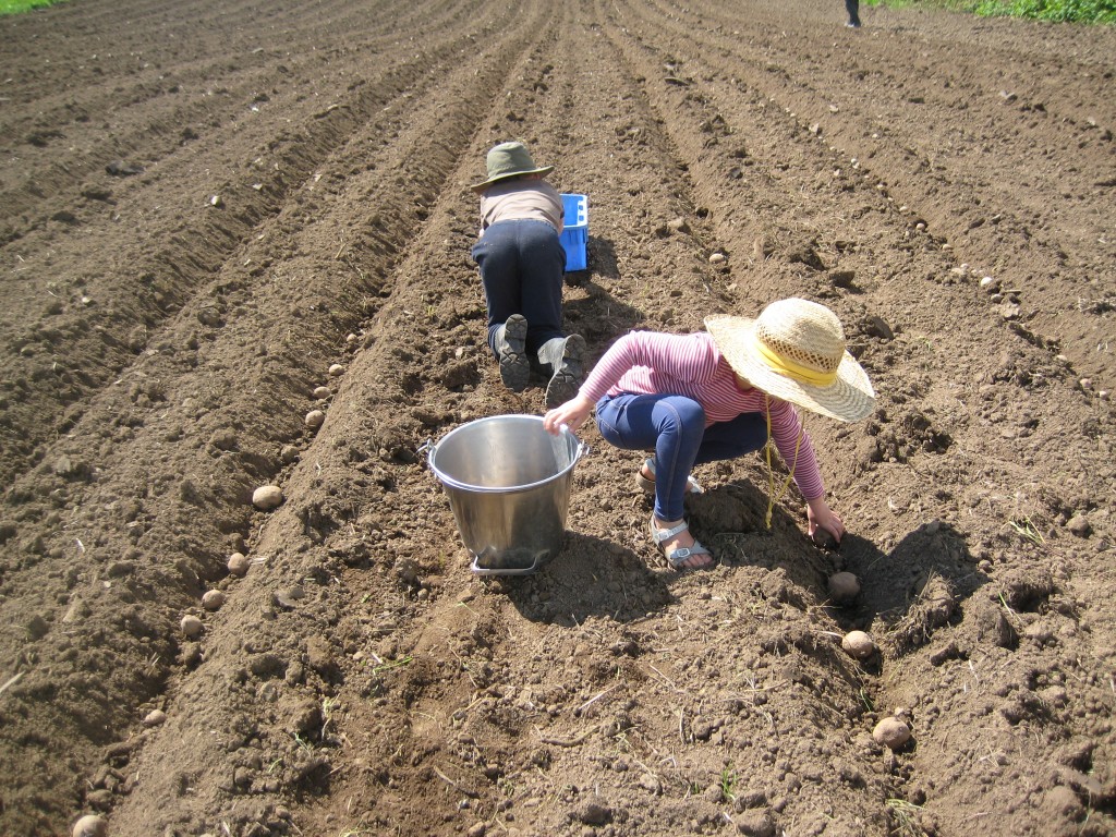 The children planting!