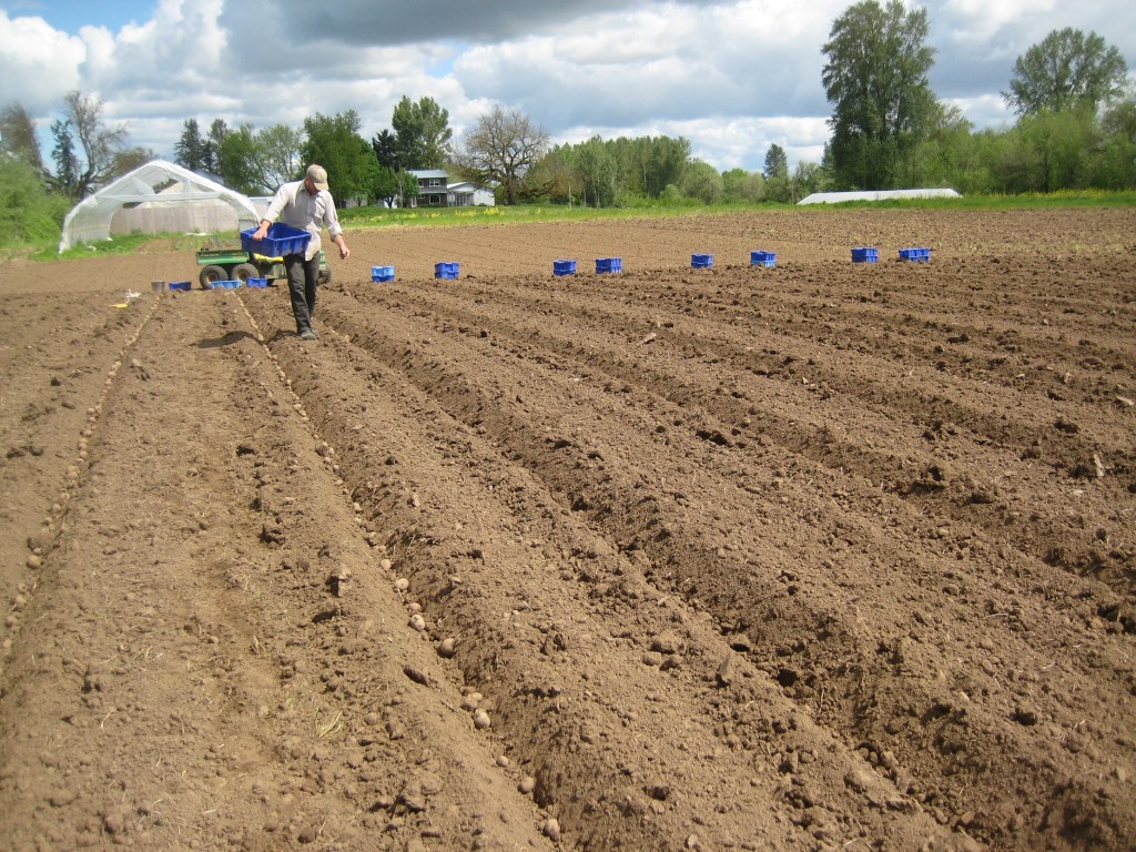 We planted potatoes on Saturday!